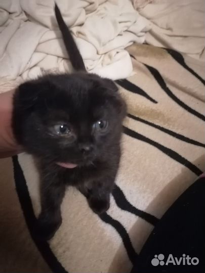 Шотладская вислоухая