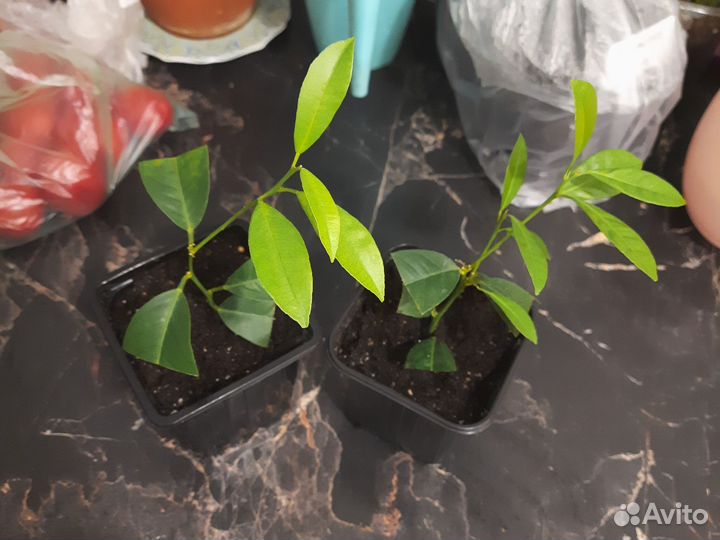 Мандарин павловский (померанец)