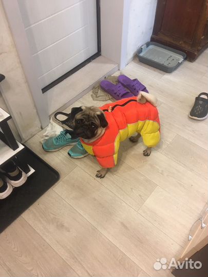 Мопс вязка мальчик