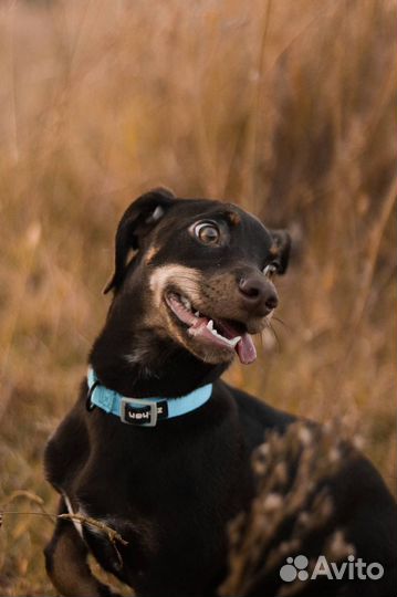 Щенок девочка в добрые руки