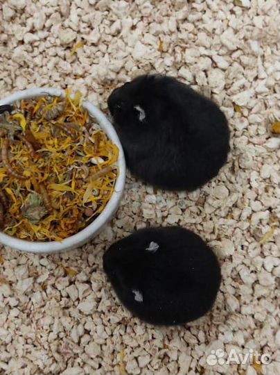 Чёрные и жемчуг джунгарские чистокровные хомячки