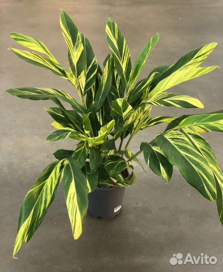 Монстера Адансона минт вариегата, альпиния вар