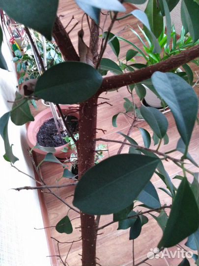 Фикус Бенжамин