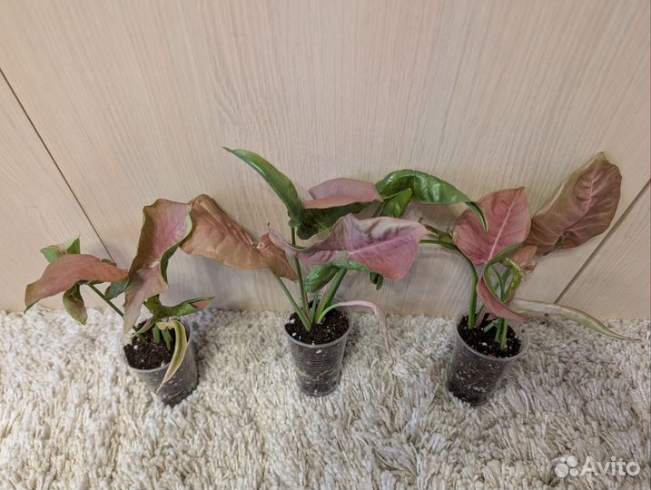 Сингониум неон