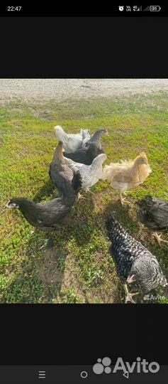 Куры молодки несушки