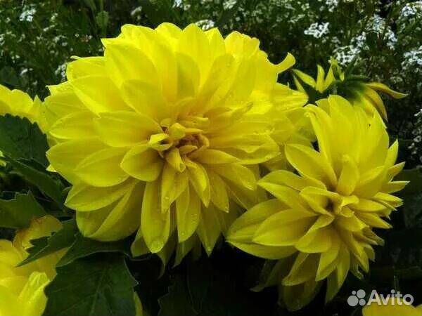 Продаю саженцы сирени крупноцветковой, пионов