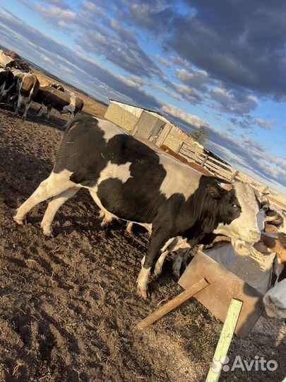 Быки живым весом