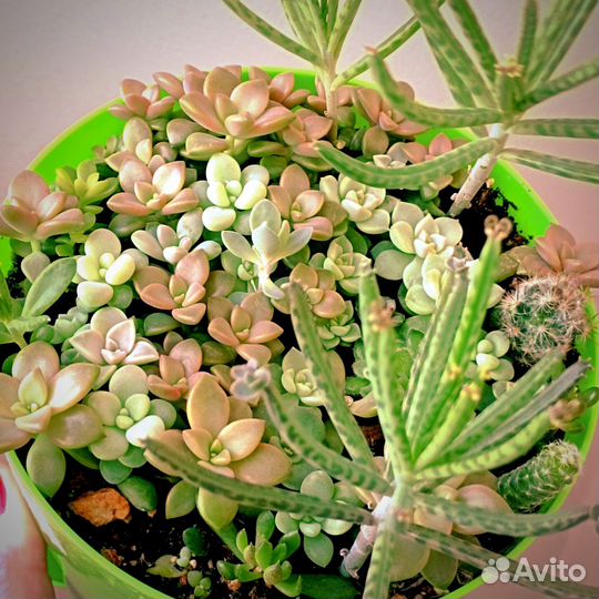 Мини - садики из суккулентов