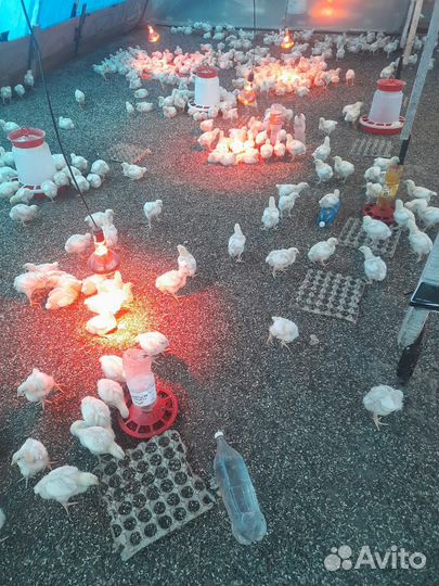 Птицы домашние куры