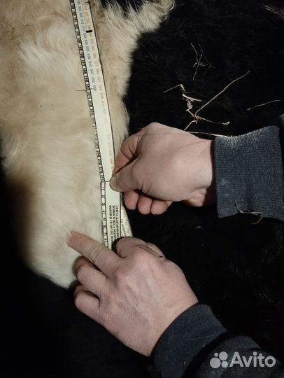 Мясо Вологда говядина(крс на мясо +Корова стельная