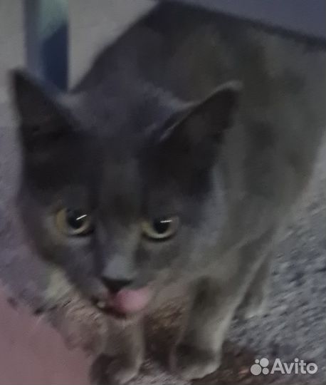 Кот ищет дом