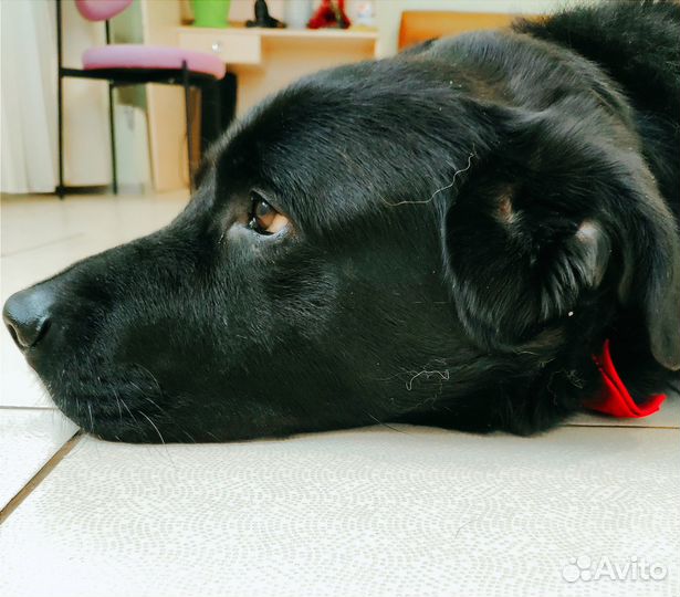 Собака Лорд