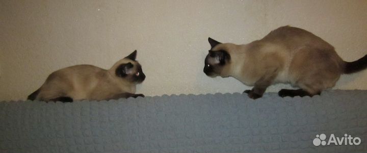 Тайский кот для вязки