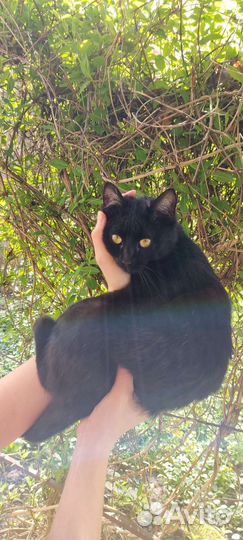 Кошка чёрная