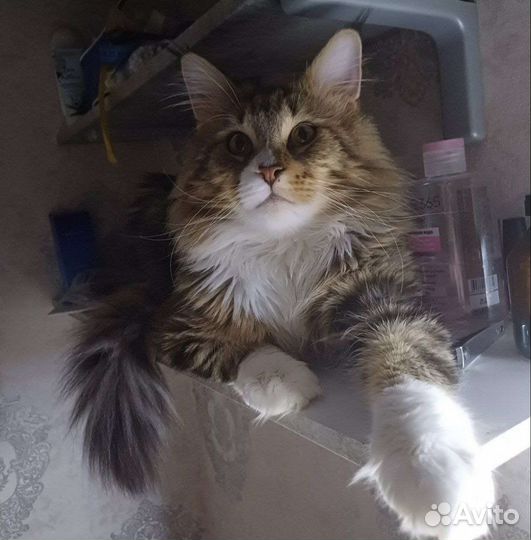 Кот Мейн-кун вязка