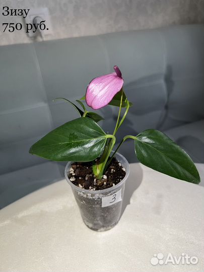 Антуриум редкий