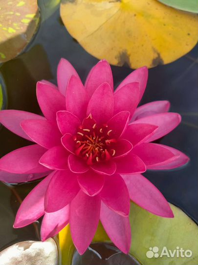 Нимфеи кувшинки для пруда