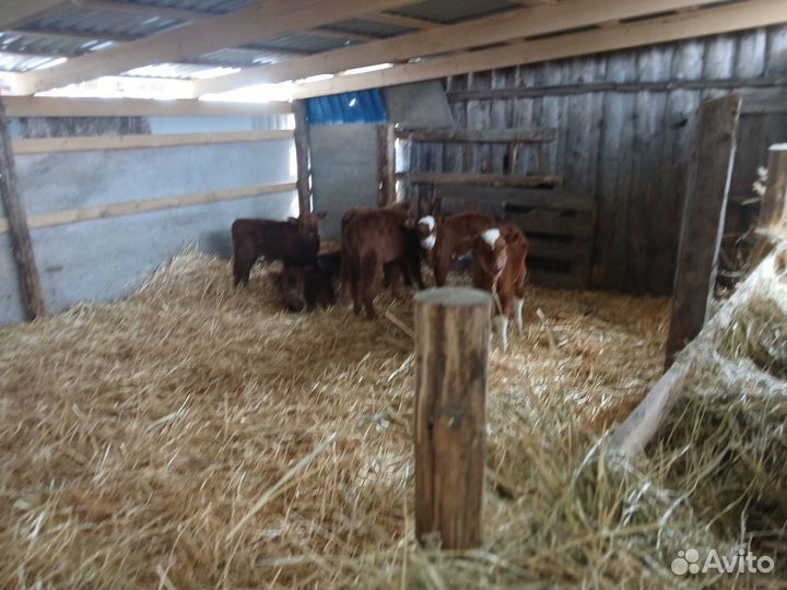 Бычки и быки