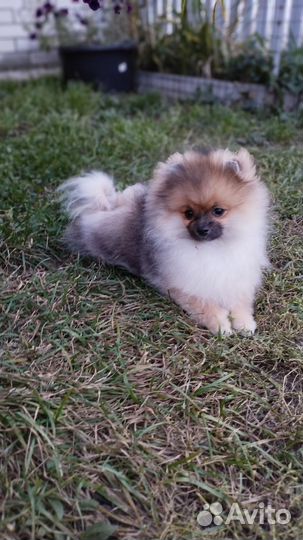 Щенки померанского шпица