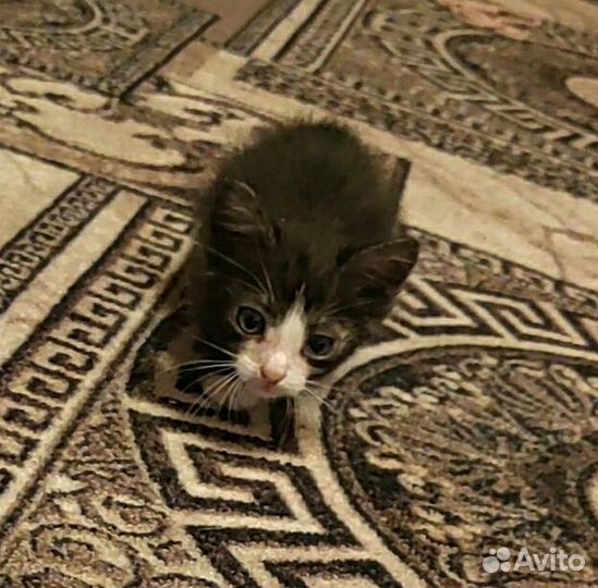 Малыши ищут дом