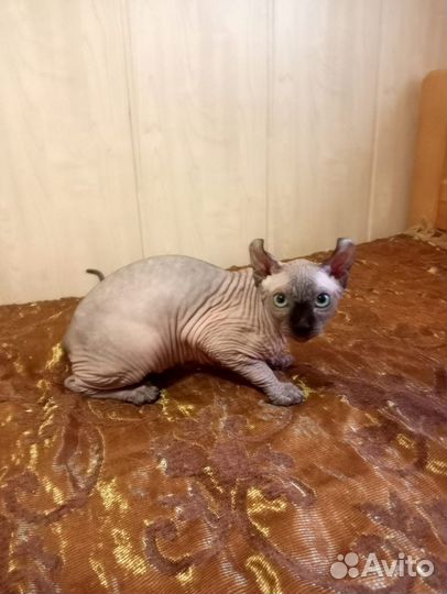 Котенок эльф