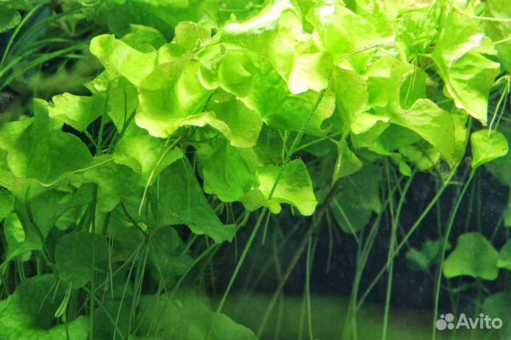 Растения для аквариума