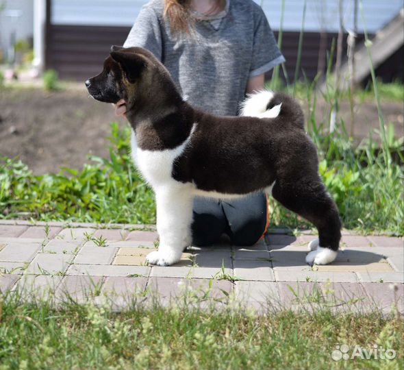 Девочки американской акиты