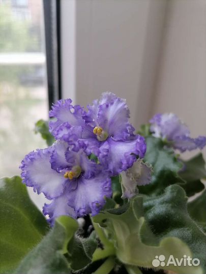 Фиалки сортовые