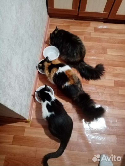 Передержка