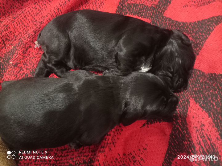 Продаются щенки кокер-спаниеля