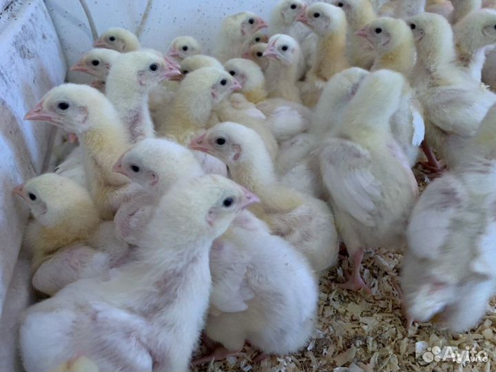 Цыплёнок бройлера подрощенные