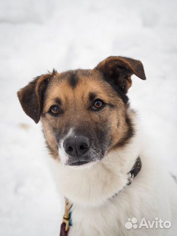 Возьми друга из Приюта