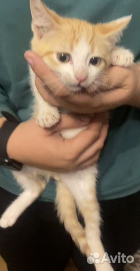 Котята в добрые руки мальчики