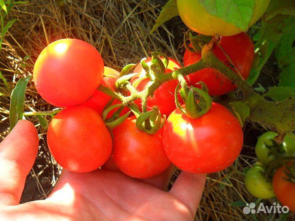 Семена Томатов