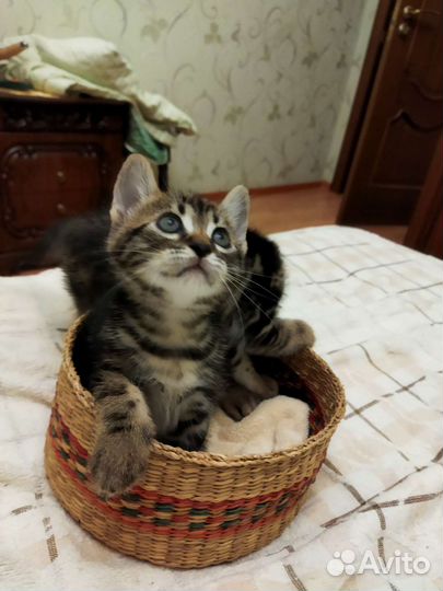 Бенгальская кошка