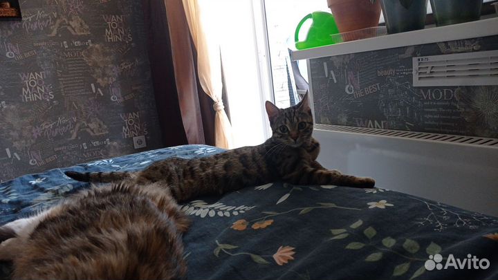 Продам бенгальскую кошку