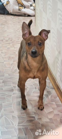 Кобель цвергпинчер вязка