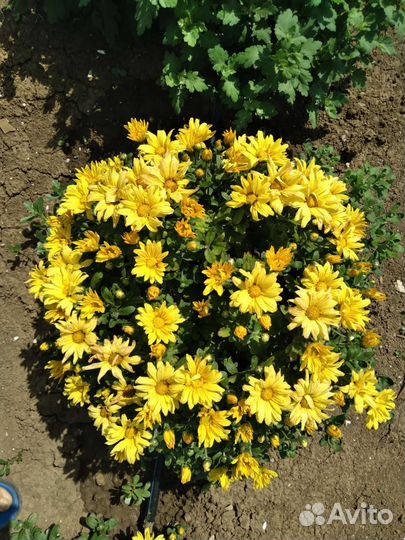 Хризантема