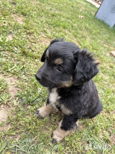 Щенки девочки лабрадор