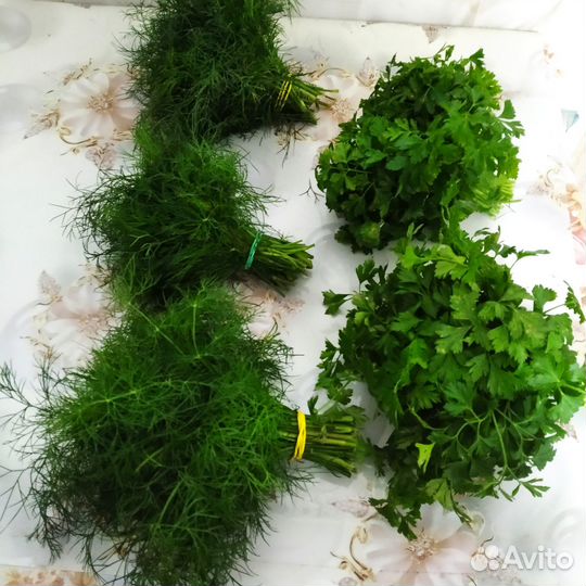 Комнатные растения цветы