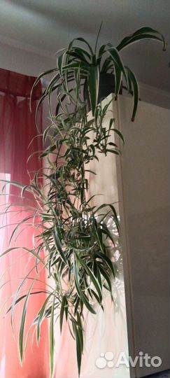 Цветок Хлорофитум