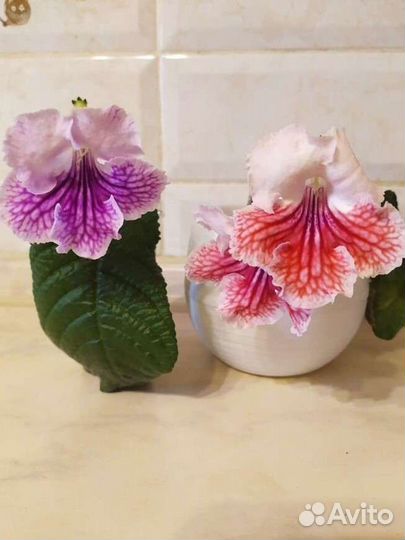 Стрептокарпус