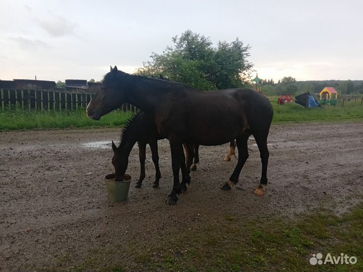 Продам коней