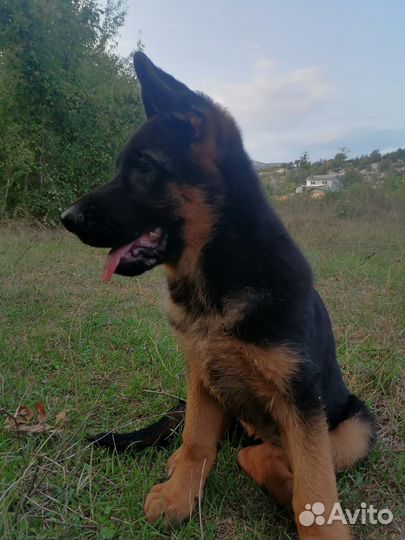 Щенки немецкой овчарки