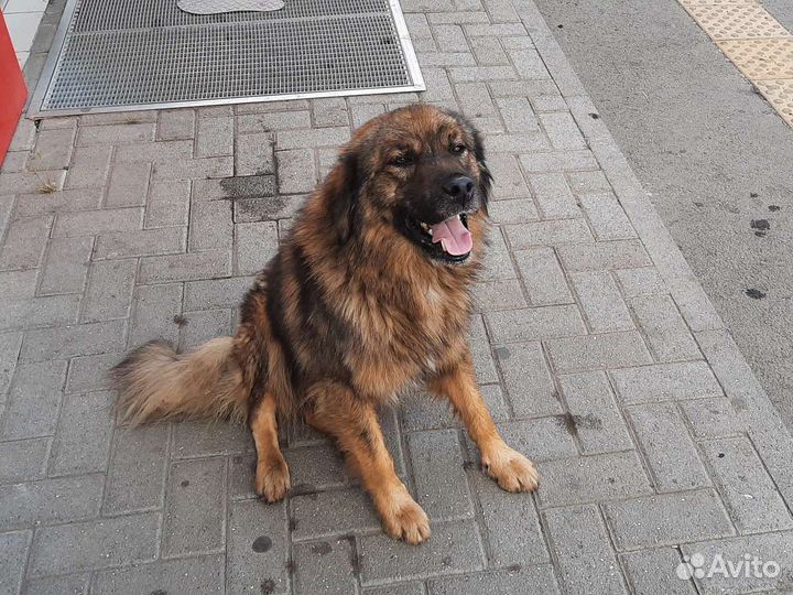 Молодой классный пёс Пушистик ищет дом