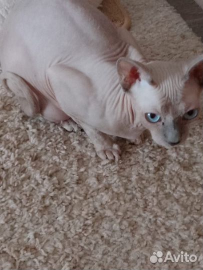 Канадский сфинкс котенок