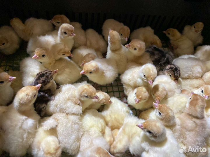 Индюшата биг 6