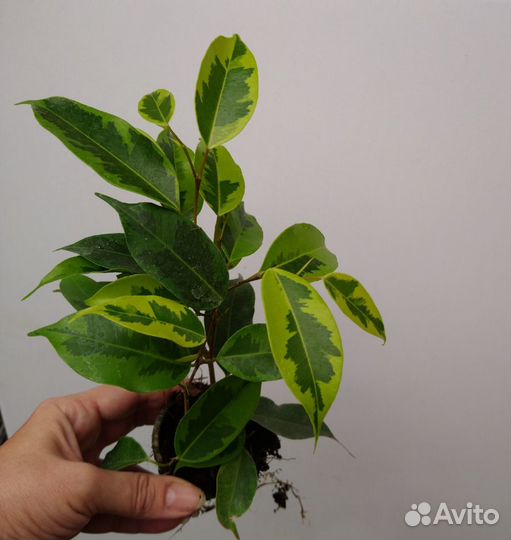 Комнатные растения