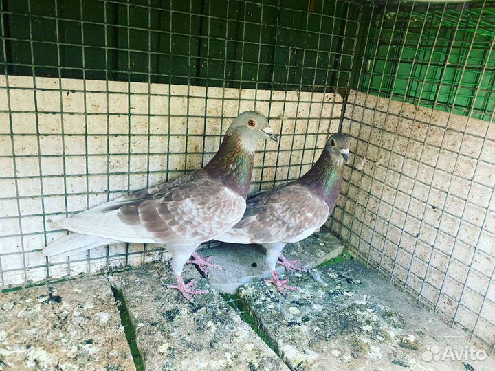Голуби разные