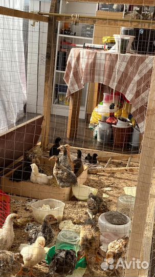 Цыплята суточные